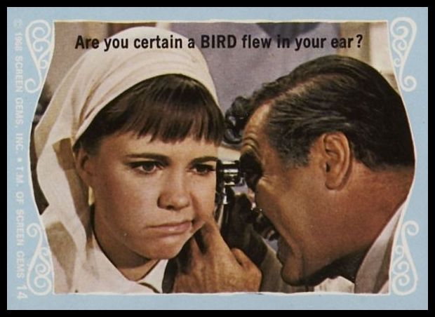 14 Are You Certain A Bird Flew In Your Ear